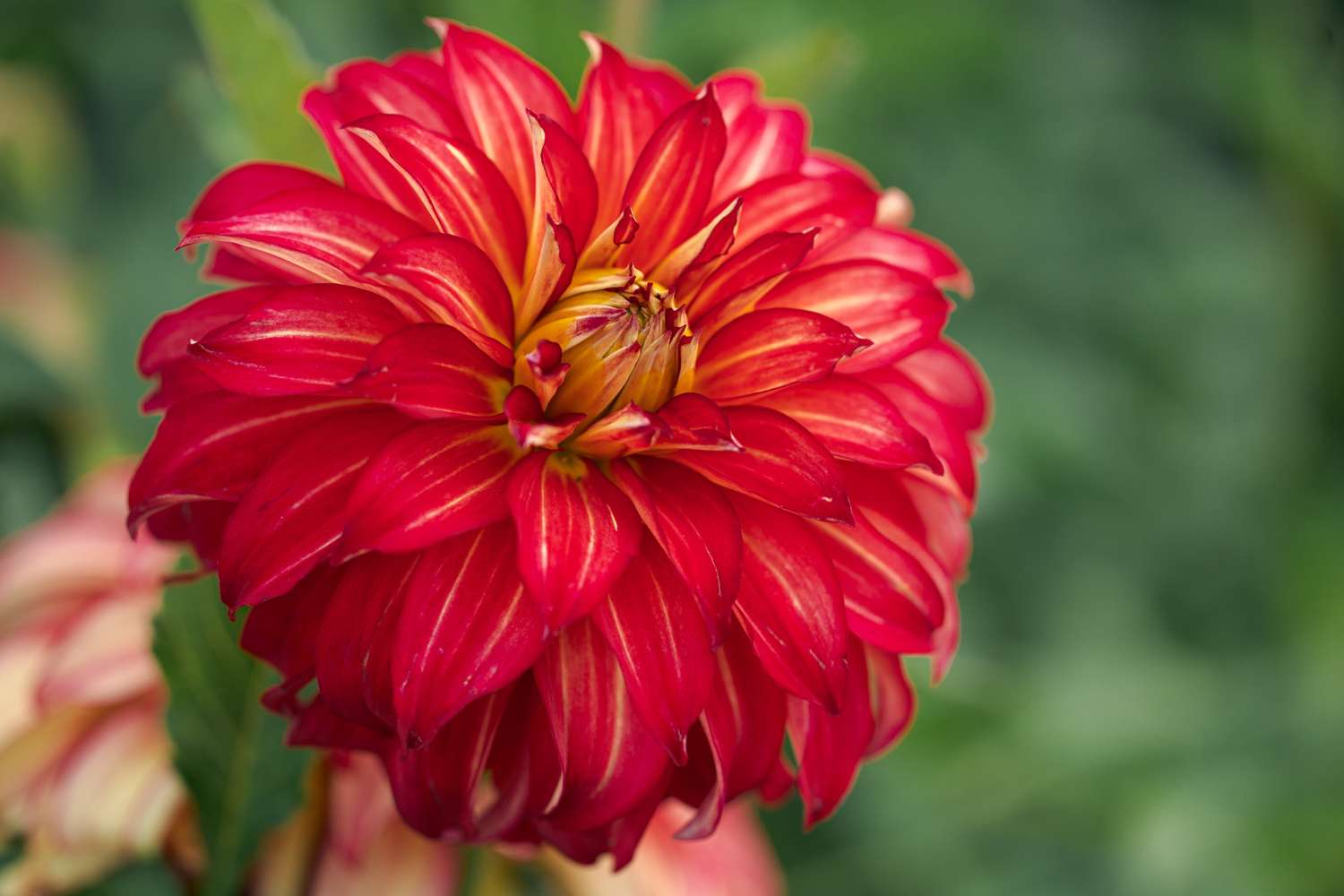 Daalia 'Lady Darlene'